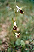 Nelle terre di Matilde - Sentiero da Valestra a Carpineti: Orchidea del genere Ophrys, Fior di Bombo (Ophrys fuciflora)